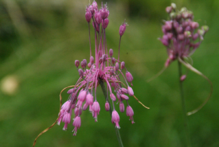 Allium carinatum pulchellum bestellen